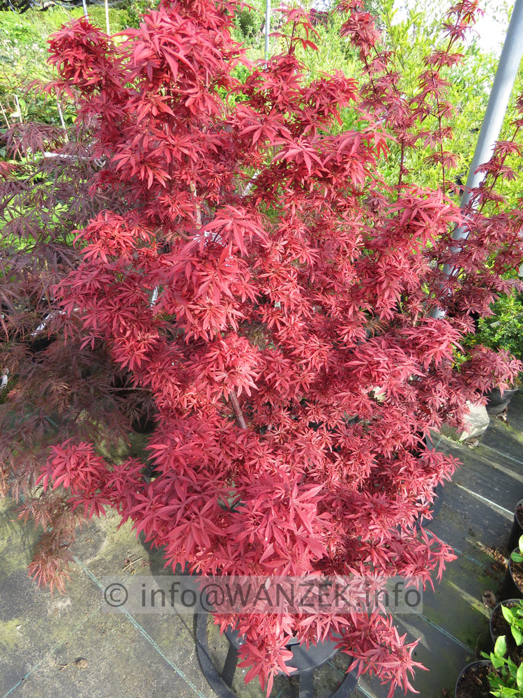 Acer palmatum Shaina - im Austrieb.JPG